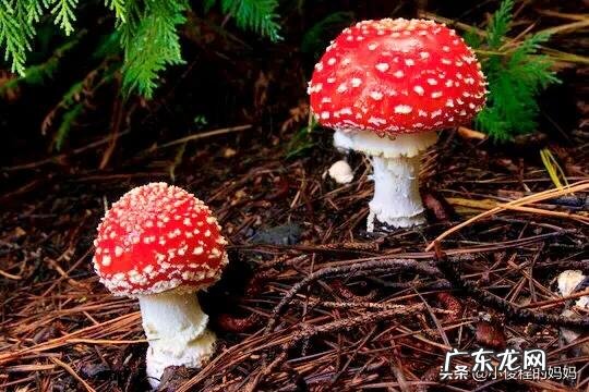 红蘑菇叫什么名字 红蘑菇图片