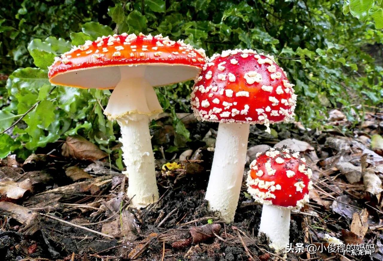 红蘑菇叫什么名字 红蘑菇图片