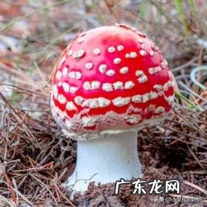 红蘑菇叫什么名字 红蘑菇图片