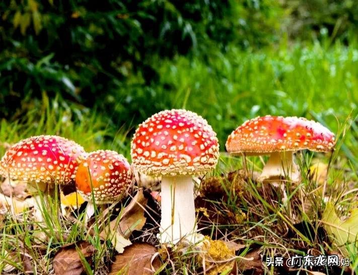 红蘑菇叫什么名字 红蘑菇图片