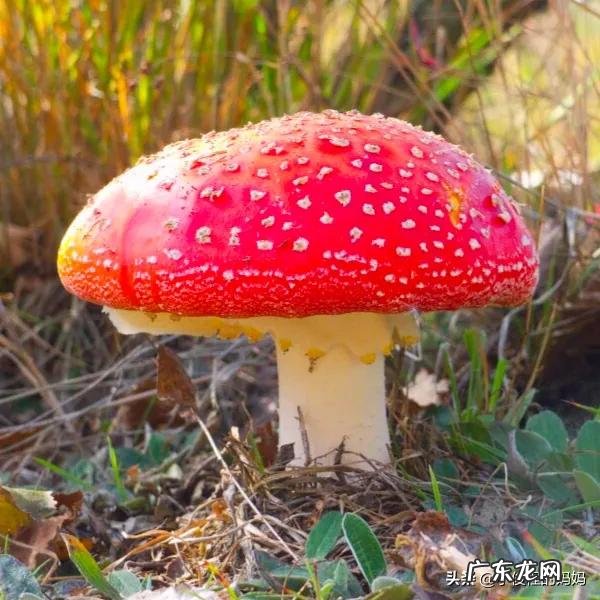 红蘑菇叫什么名字 红蘑菇图片