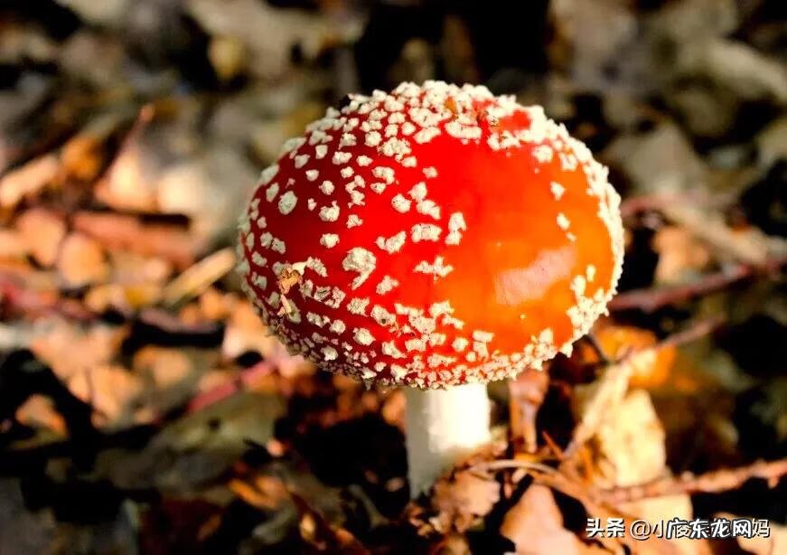 红蘑菇叫什么名字 红蘑菇图片