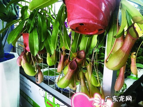 种驱蚊草有用吗 驱蚊草有效果么