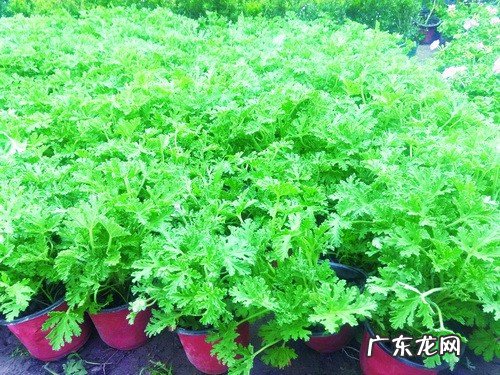 种驱蚊草有用吗 驱蚊草有效果么