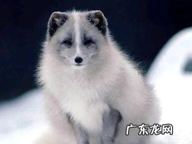 分支图怎么做 分支堂口的风水