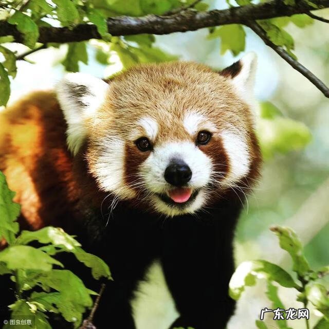 耐得住寂寞的熊猫 最寂寞的熊猫