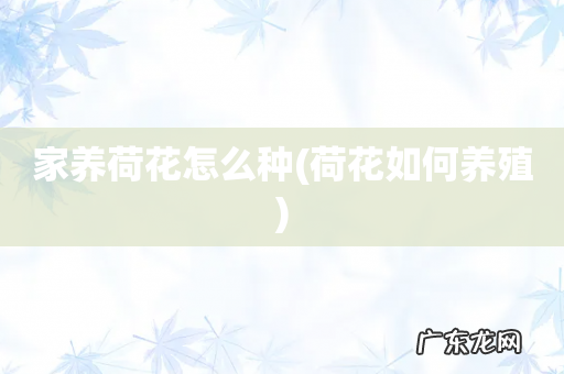 荷花如何养殖 家养荷花怎么种