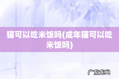 成年猫可以吃米饭吗 猫可以吃米饭吗