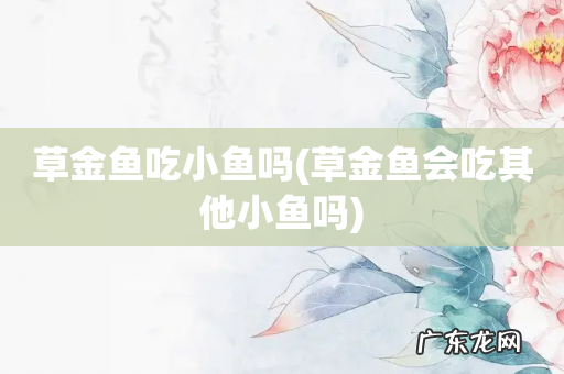 草金鱼会吃其他小鱼吗 草金鱼吃小鱼吗