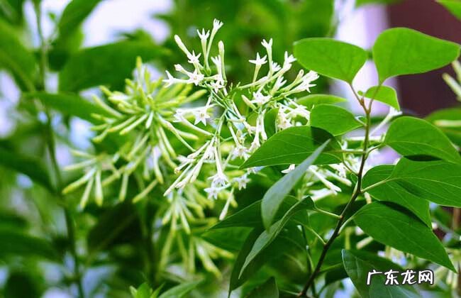 夜来香开花季节 夜来香在哪个季节开花
