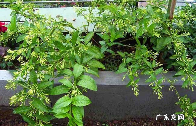 夜来香开花季节 夜来香在哪个季节开花