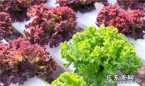 芥菜有几个品种 芥菜是什么菜