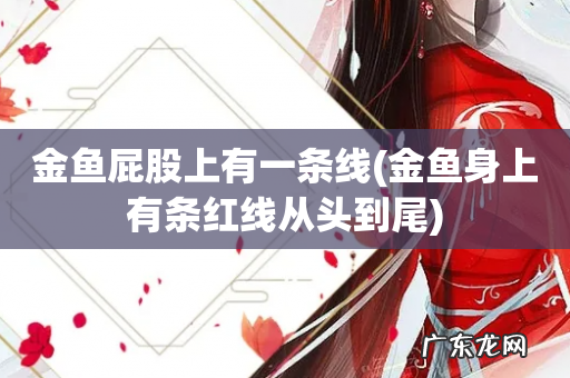 金鱼身上有条红线从头到尾 金鱼屁股上有一条线