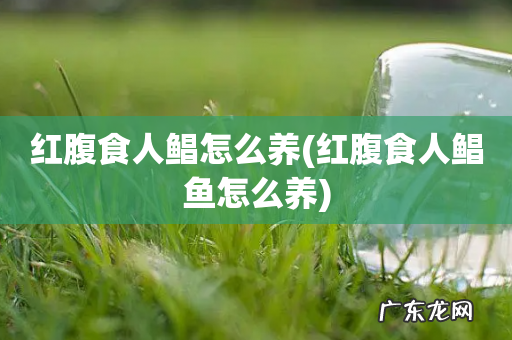 红腹食人鲳鱼怎么养 红腹食人鲳怎么养