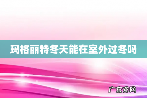 玛格丽特冬天能在室外过冬吗