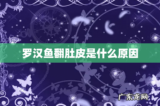 罗汉鱼翻肚皮是什么原因