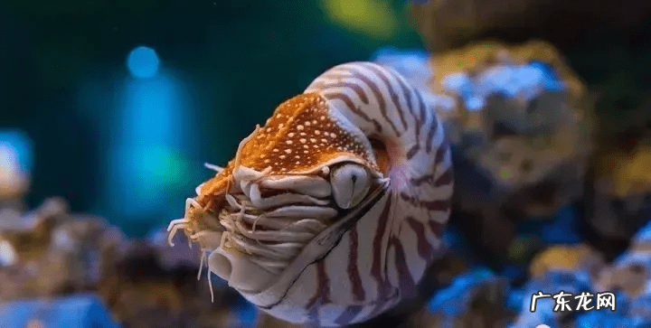 彩斑菊石 七彩石风水