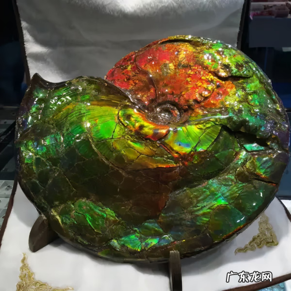 彩斑菊石 七彩石风水