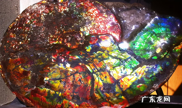 彩斑菊石 七彩石风水