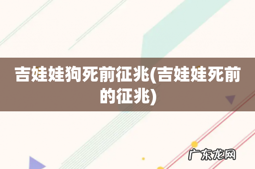 吉娃娃死前的征兆 吉娃娃狗死前征兆