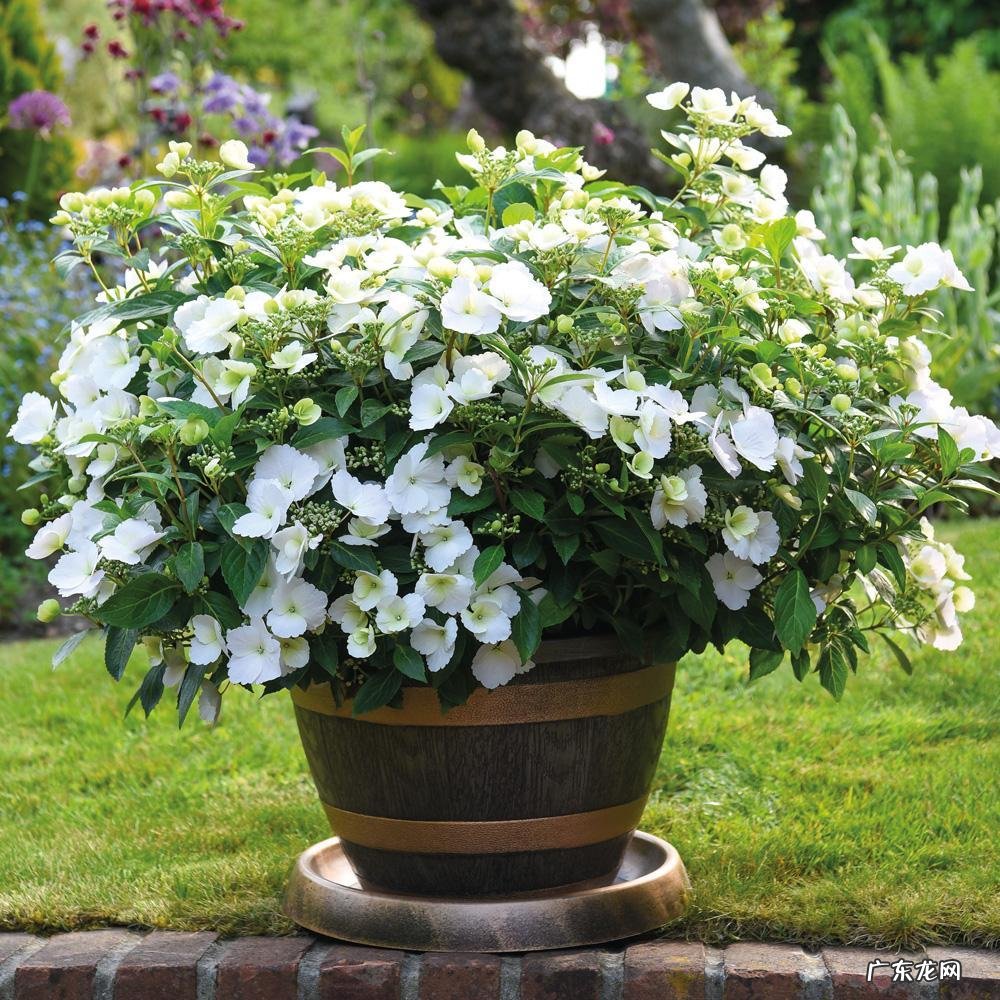 突然的新娘 夏日的新娘