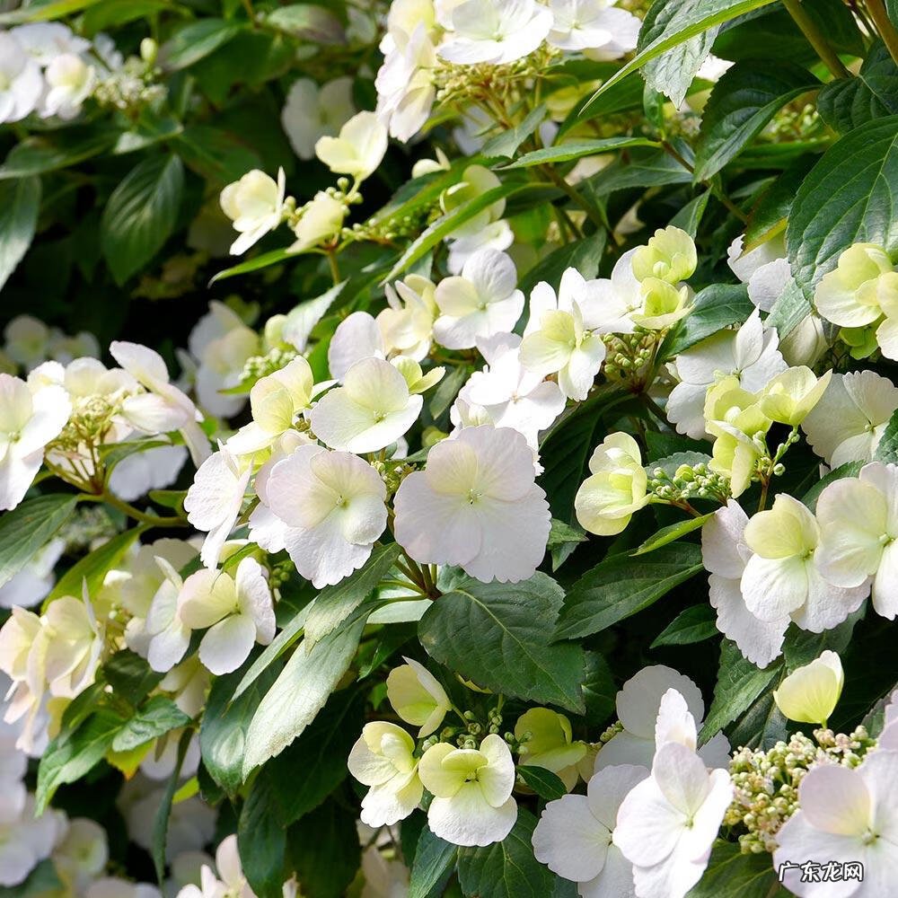 突然的新娘 夏日的新娘