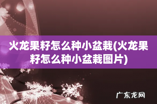 火龙果籽怎么种小盆栽图片 火龙果籽怎么种小盆栽