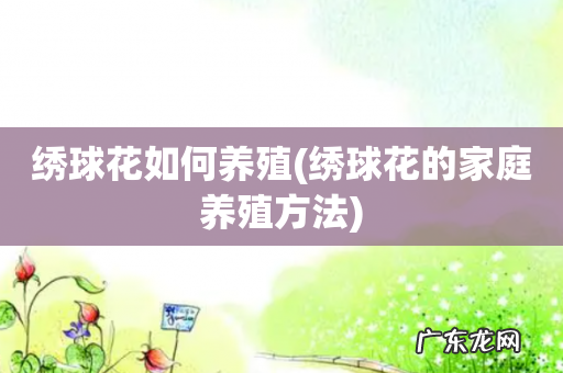 绣球花的家庭养殖方法 绣球花如何养殖