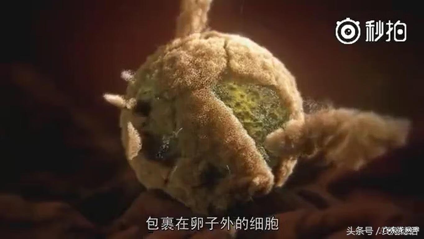 精子着床过程 受精过程是怎样的?