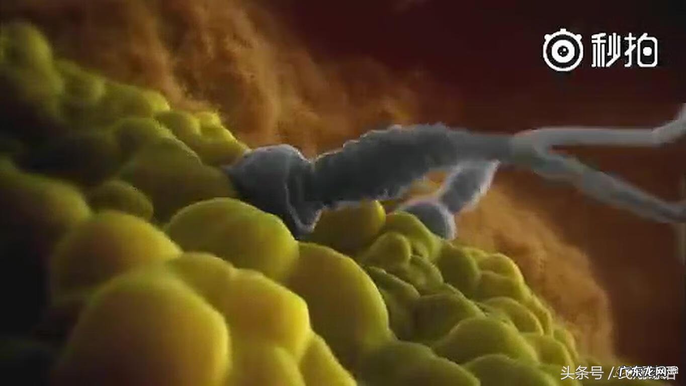 精子着床过程 受精过程是怎样的?