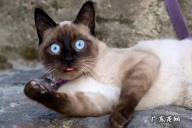 猫为什么无缘无故的叫 猫为什么无故叫