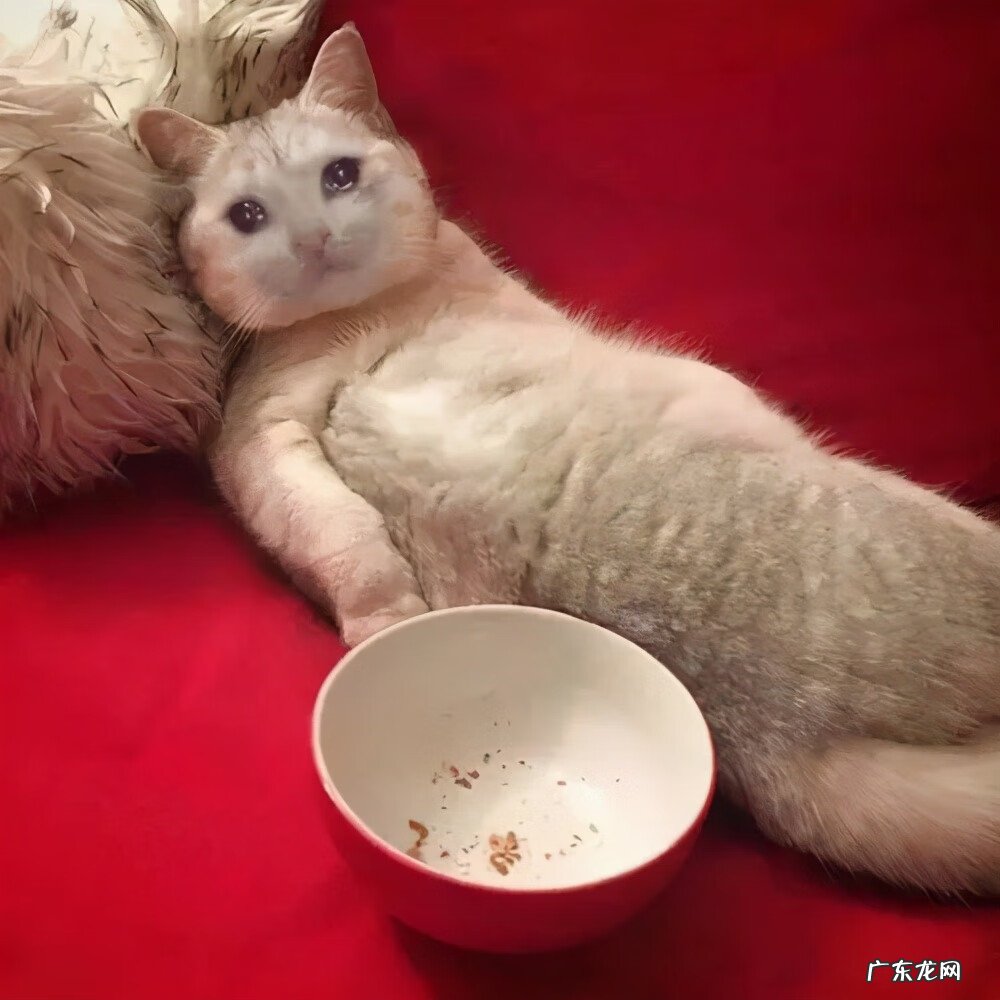 猫为什么无缘无故的叫 猫为什么无故叫