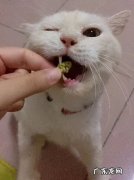 猫为什么无缘无故的叫 猫为什么无故叫