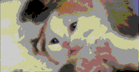 猫为什么无缘无故的叫 猫为什么无故叫