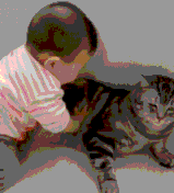 猫为什么无缘无故的叫 猫为什么无故叫