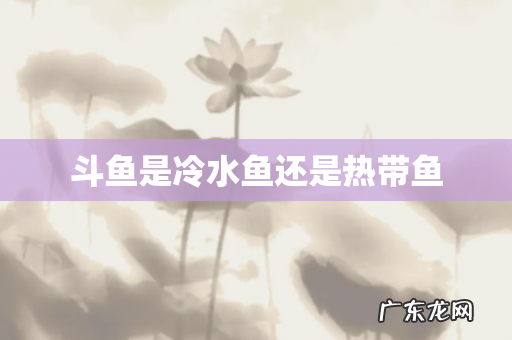 斗鱼是冷水鱼还是热带鱼