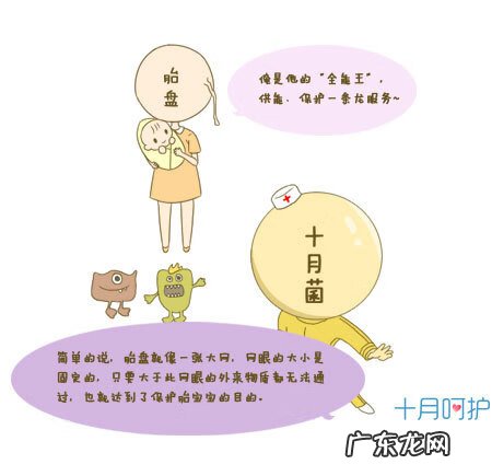 人胎盘怎样吃最有功效 吃胎盘有什么好处?