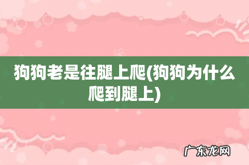狗狗为什么爬到腿上 狗狗老是往腿上爬