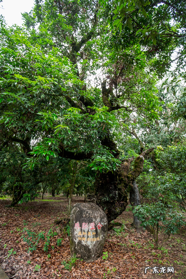 五马归槽 风水中是五马归糟还是五马归槽