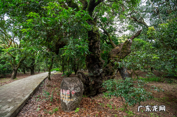 五马归槽 风水中是五马归糟还是五马归槽