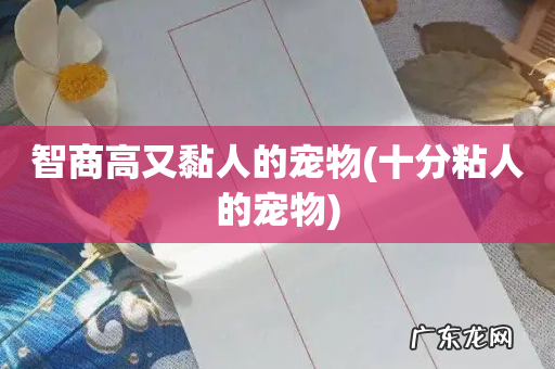 十分粘人的宠物 智商高又黏人的宠物