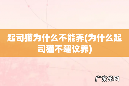 为什么起司猫不建议养 起司猫为什么不能养
