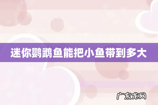 迷你鹦鹉鱼能把小鱼带到多大