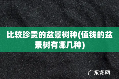 值钱的盆景树有哪几种 比较珍贵的盆景树种