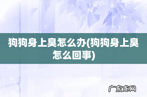 狗狗身上臭怎么回事 狗狗身上臭怎么办
