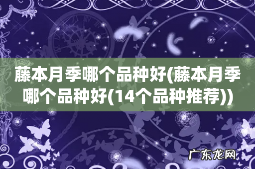 藤本月季哪个品种好(14个品种推荐 藤本月季哪个品种好)
