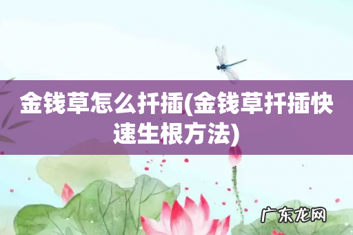金钱草扦插快速生根方法 金钱草怎么扦插