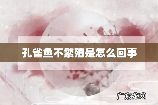 孔雀鱼不繁殖是怎么回事