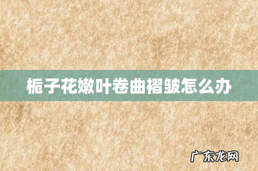 栀子花嫩叶卷曲褶皱怎么办