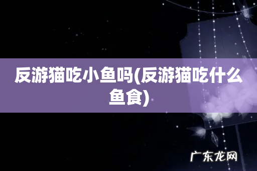 反游猫吃什么鱼食 反游猫吃小鱼吗
